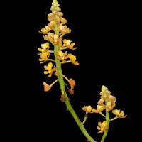 Pomatocalpa maculosum subsp. maculosum (Lindl.) J.J.Sm.